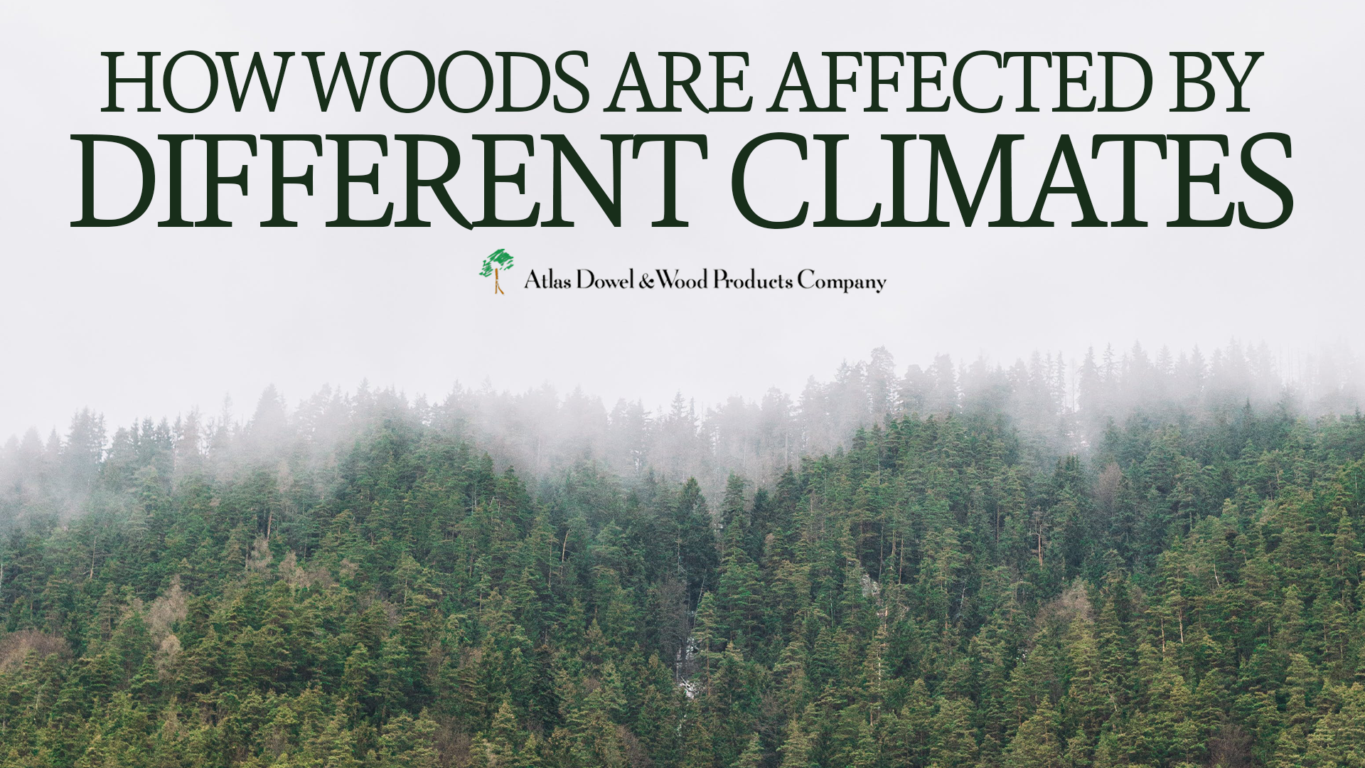 A misty forest. The text reads, "How Woods Are Affected" by Different Climates 